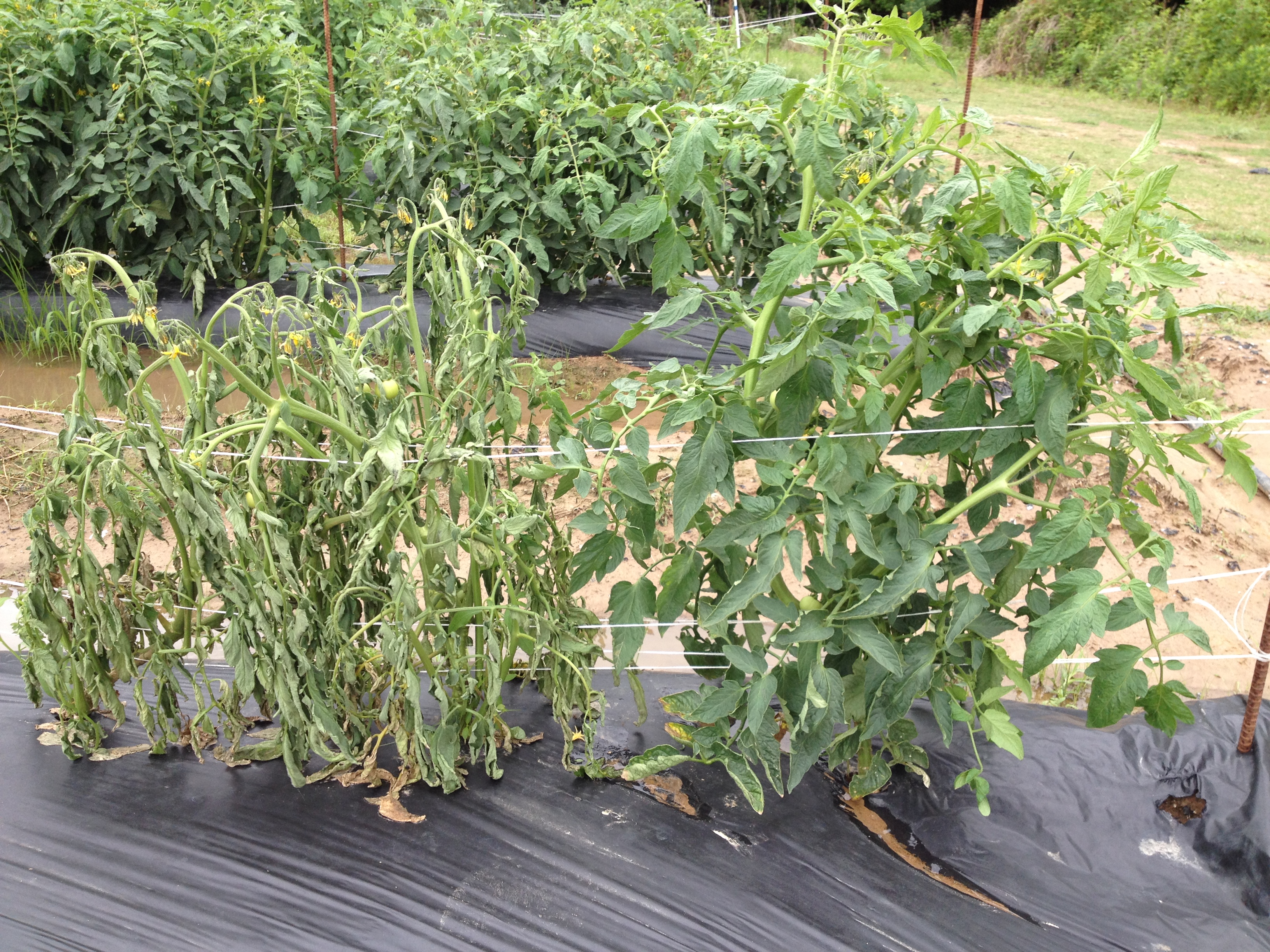 Southern bacterial wilt causing problem in Louisiana vegetables